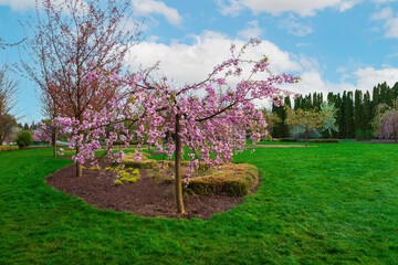 Graceful Weeping Cherry Tree In Full Bloom In Springtime With A Lush Green Lawn