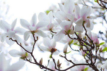 Elegant White Magnolia Flower In Full Bloom With Blurred Background