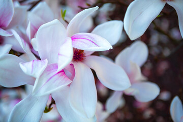 Close-up of a beautiful magnolia flower in full bloom with a blurred background