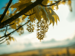 Autumnal maple tree branch with yellow leaves and buds at sunset