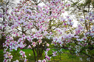 Captivating Spring Pink Magnolia Tree in Full Blossom, Symbolizing Hope, Joy, New Beginnings