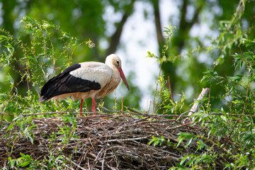 White storks on the nest surrounded by green trees, ciconia in spring, Oberhausen Heidelberg in Germany