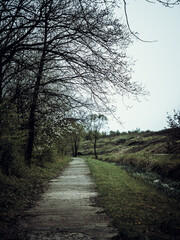 Path in the forest with bare trees and cloudy sky.