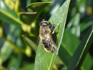 Common drone fly (Eristalis tenax), female basking on a green leaf
