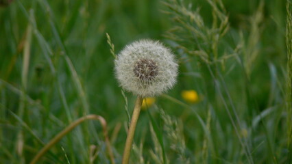 Dandelion in Wind on Spring Day
