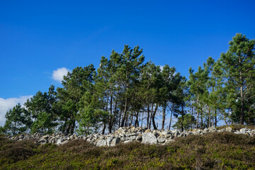 Lande bretonne et pins maritimes, séparés par un mur de pierre, sous un ciel bleu infini. Une...