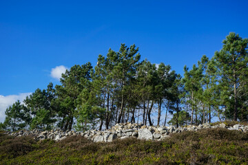 Lande bretonne et pins maritimes, séparés par un mur de pierre, sous un ciel bleu infini. Une scène emblématique de la beauté brute de la Bretagne