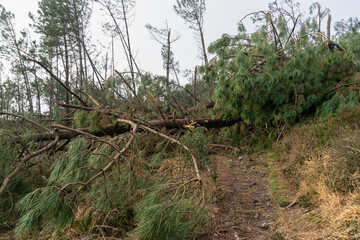 Tempête de novembre : la presqu'île de Crozon défigurée, le sentier côtier impraticable à cause des pins maritimes déracinés.