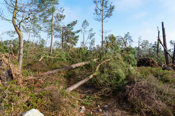 La tempête de novembre a laissé son empreinte sur la presqu'île de Crozon : des pins maritimes...