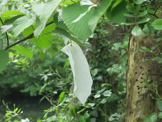 white petal of a flower of a handkerchief tree
