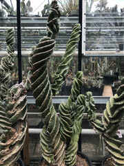 spiral cactus in front of a glass house or green house