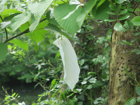 white petal of a flower of a handkerchief tree