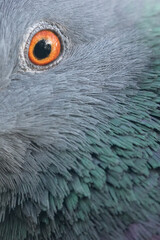 close up of a bird