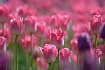 Obraz premium pink tulips in spring