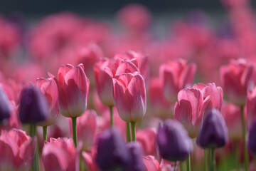 Fototapeta premium tulips in the garden