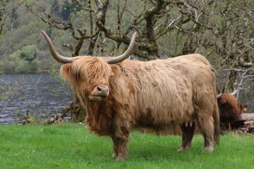 Vache iconique écossaise highland 
