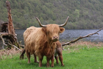 Vache écossaise et son veau
