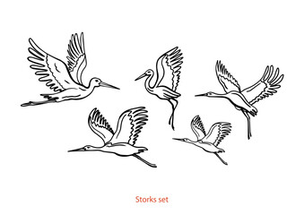 Isolated set of storks in different poses.. Vector illustration of storks on white background, village and birds.