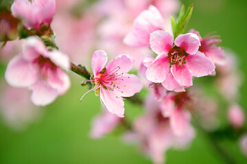 Exquisite Peach Blossoms in Full Bloom Against a Blurred Green Background