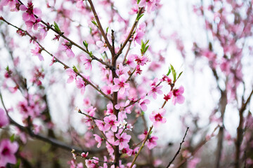 Soft pink peach blossoms in full bloom on a tree branch, ideal for spring and nature-themed projects