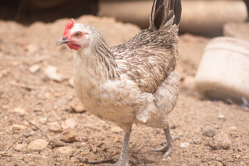 A grey and white feathered local rural hen with a red crown