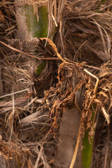The dried bark of a tropical palm kernel tree
