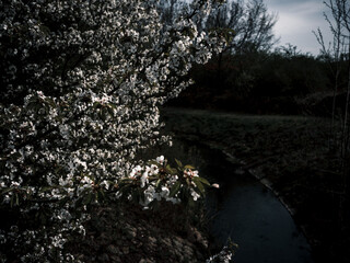 Cherry blossoms in full bloom over a small river in spring