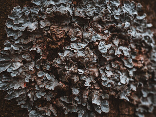 Close up of lichen on the bark of an old tree.