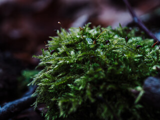 Close up of moss in the forest. Shallow depth of field.