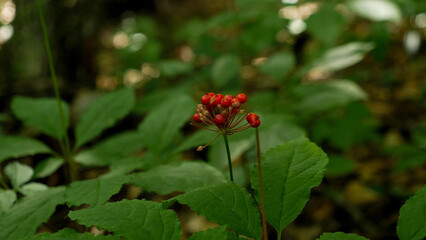 Mature ginseng seeds
