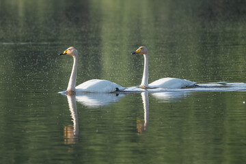 Pair of Whooper swans also known as the common swans - Cygnus cygnus -  swimming on lake with dark water in background. Photo from Milicz Ponds in Poland.