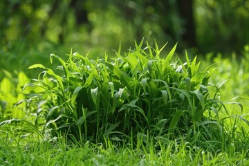 Fototapeta premium Effective Crabgrass Removal Techniques for Maintaining a Beautiful Lawn Homeowner's Guide to Lawn