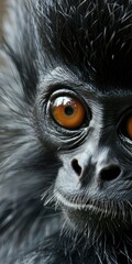 Black-Furred Silvered Leaf Monkey Closeup Shot. Detailed View of the Monkey Head with Furry Hair