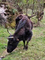 Fototapeta premium An yalk of Arunachal, India