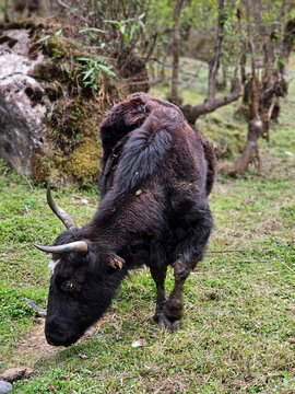 An yalk of Arunachal, India