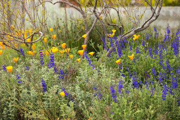 Field of yellow and purple flowers