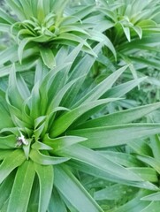lily before the beginning of flowering