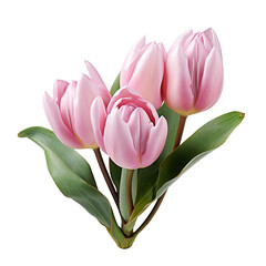 Fototapeta premium pink bud isolated on transparent background