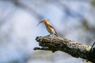 Young female bluebird gathers grass to build her nest