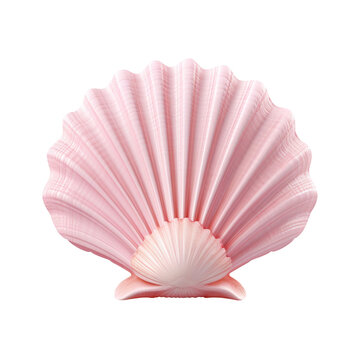 pink sea shell isolated on transparent background