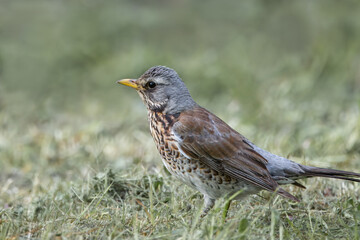 An adult fieldfare stands on the green grass perpendicular to the camera lens on a sunny spring evening. 