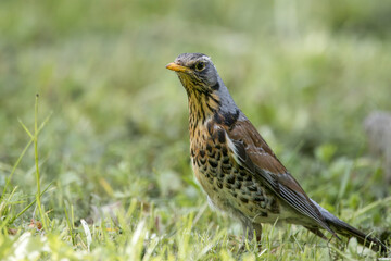 An adult fieldfare stands on the green grass perpendicular to the camera lens on a sunny spring evening.