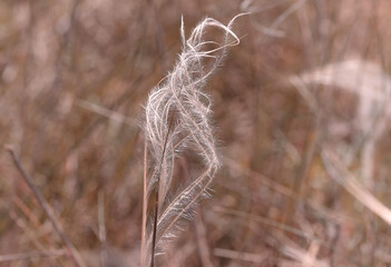 Shape formed of grass in the wind