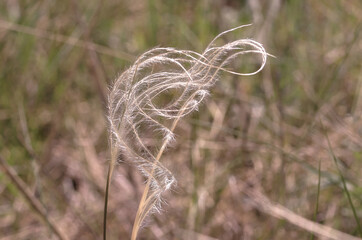 Shape formed of grass in the wind