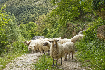 Sheep on the road in the foresty mountains in the sunny summer day in Albania