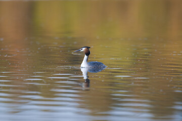 Great crested grebe - Podiceps cristatus - swimming in colorful calm water. Photo from Masurian Lake Land in Poland.	
