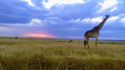 masai mara & serengeti safari drive