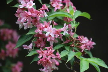 Pink flowers of Weigela shrub in spring garden.