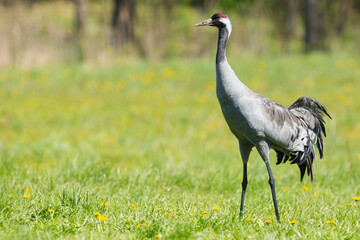 Common crane, Eurasian crane - Grus grus on green grass with meadow in background. Photo from Masurian Lake Land in Poland. Copy space on right side.