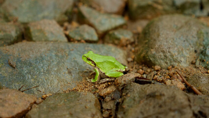 Naklejka premium green tree frog